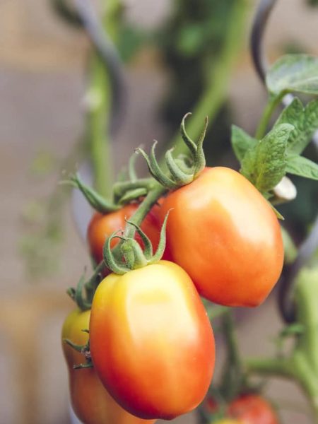 farming04 free img